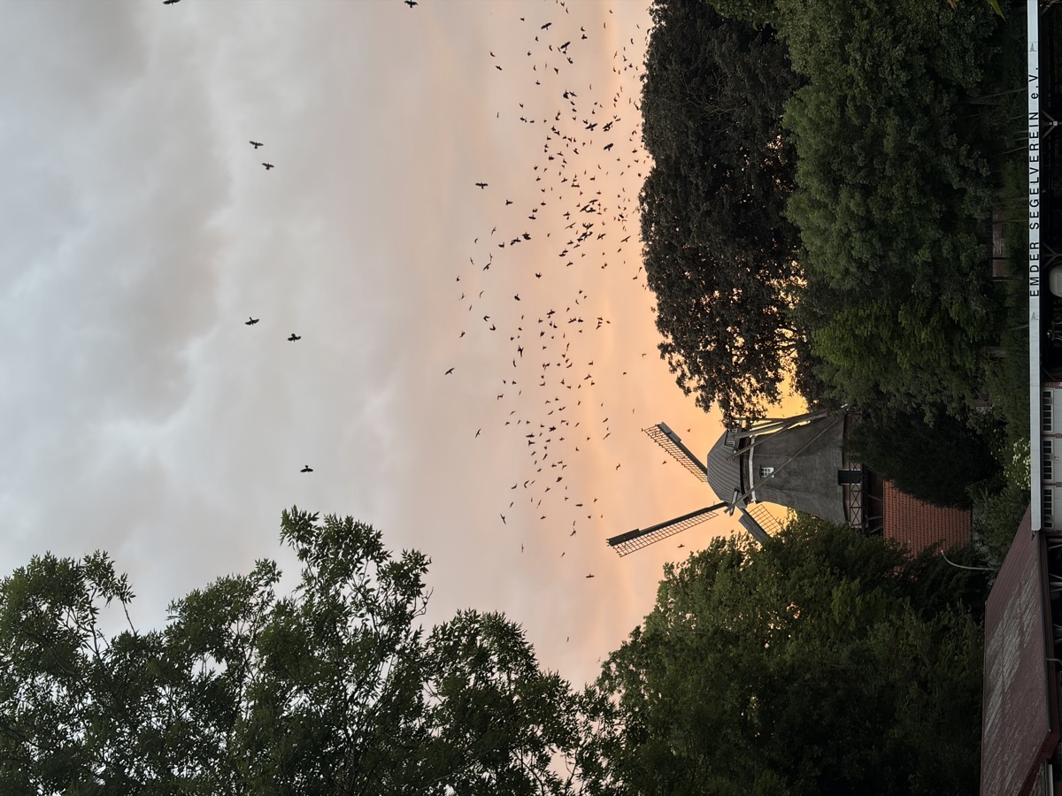 Krähenschwarm im Abendhimmel über der Mühle